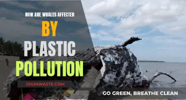 Whale Health Crisis: Plastic Pollution's Impact