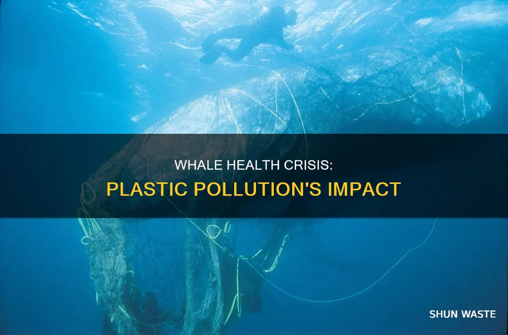 how are whales affected by plastic pollution