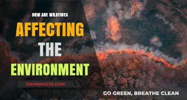 Wildfires' Devastating Impact: Environment, Ecosystems, and Climate Change Explored