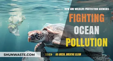 Wildlife Agencies: Battling Ocean Pollution
