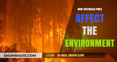 Australia's Devastating Bushfires: Environmental Impacts and Long-Term Consequences