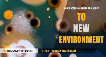 Bacterial Evolution: Survival Strategies in Changing Environments Explained