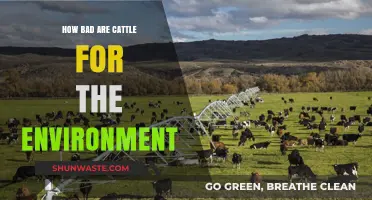 Cattle's Environmental Impact: Uncovering the Hidden Costs of Beef Production