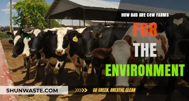 Environmental Impact of Cow Farms: Uncovering the Hidden Costs