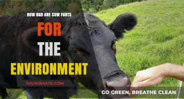 Cow Farts and Climate Change: Uncovering the Environmental Impact