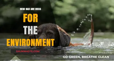 Dogs' Environmental Impact: Uncovering the Hidden Costs of Canine Companionship