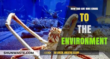 King Crabs' Environmental Impact: A Deep Dive into Their Ecological Effects