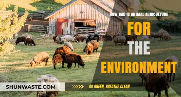 Animal Agriculture's Environmental Impact: A Critical Look at the Costs