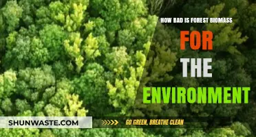 Forest Biomass: Environmental Savior or Climate Change Culprit?