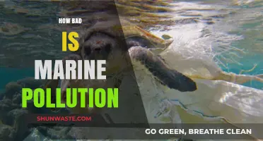 The Devastating Impact of Marine Pollution