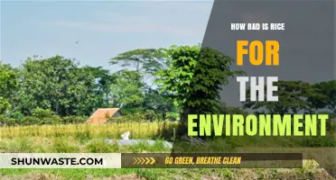 Rice's Environmental Impact: Uncovering the Hidden Costs of a Global Staple
