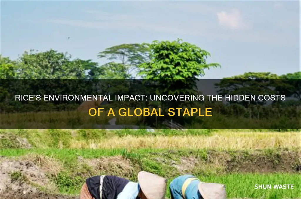 how bad is rice for the environment