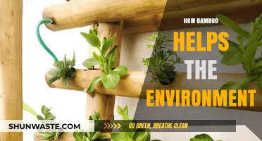 Bamboo's Eco-Friendly Impact: Sustainable Solutions for a Greener Planet