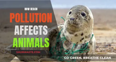 Beach Pollution: A Deadly Threat to Marine Life