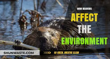 Beavers' Environmental Impact: Shaping Ecosystems and Waterways Naturally