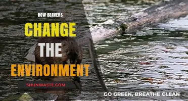 Beavers' Environmental Impact: Transforming Ecosystems Through Dams and Habitats