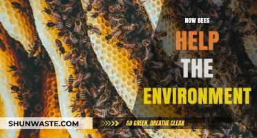 Buzzing Heroes: How Bees Sustain Our Environment and Ecosystems