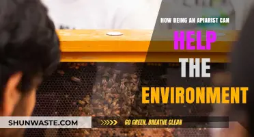Beekeeping for a Greener Planet: How Apiarists Save Ecosystems