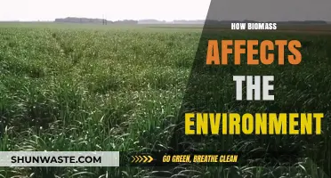 Biomass Impact: Environmental Effects and Sustainable Energy Considerations