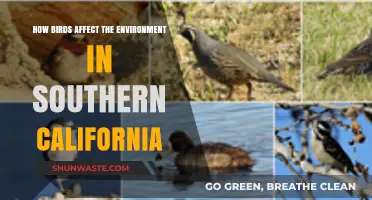 Birds' Impact on Southern California's Ecosystem and Environment
