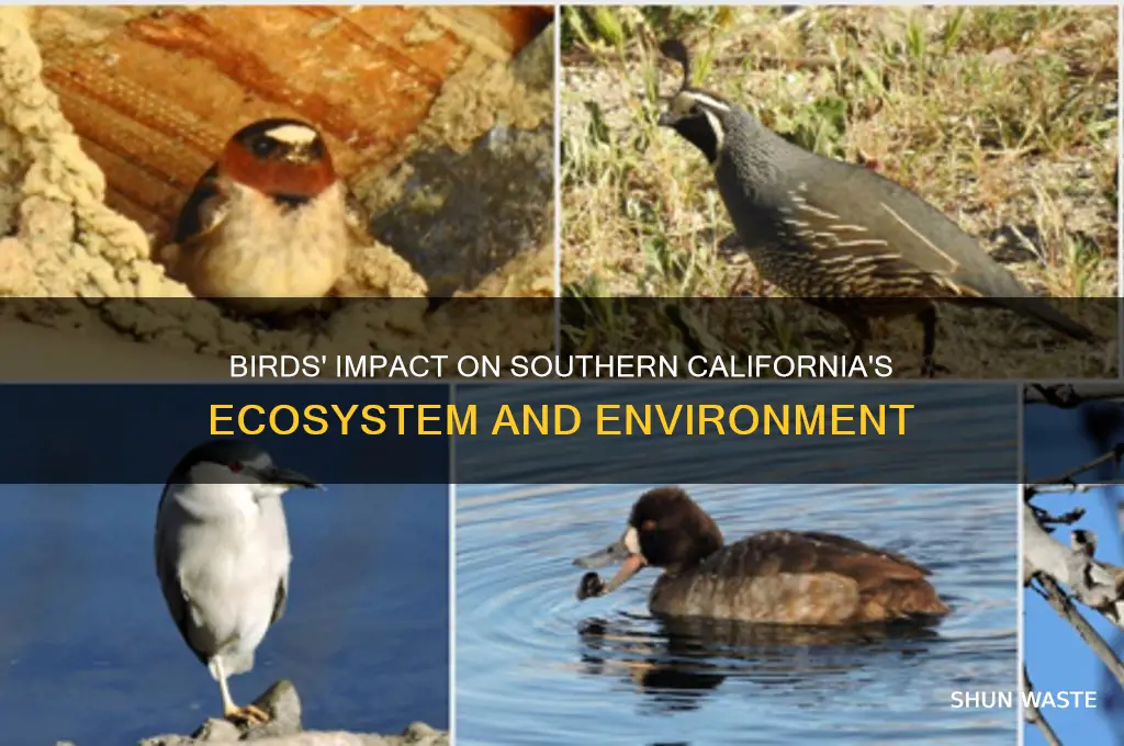 how birds affect the environment in southern california