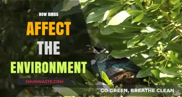 Birds' Vital Role in Shaping Ecosystems and Environmental Balance