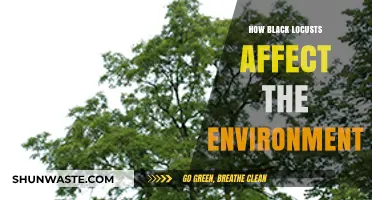 Black Locusts' Environmental Impact: Benefits, Challenges, and Ecosystem Effects