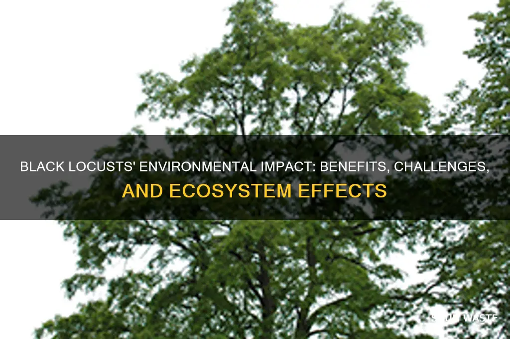 how black locusts affect the environment