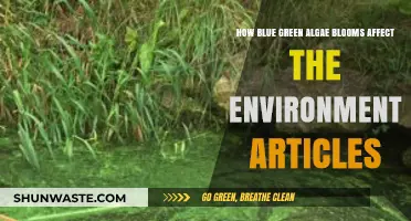 Blue-Green Algae Blooms: Environmental Impacts and Ecosystem Disruptions Explained