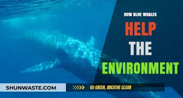 Blue Whales: Ocean Giants Boosting Climate and Marine Ecosystems