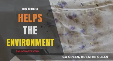 Bluebell's Eco-Impact: Sustainable Practices for a Greener Environment
