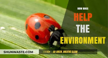 Bugs' Vital Role: How Tiny Creatures Sustain Our Ecosystem