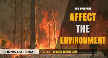 Bushfires' Devastating Impact: Environmental Consequences and Ecosystem Recovery Challenges