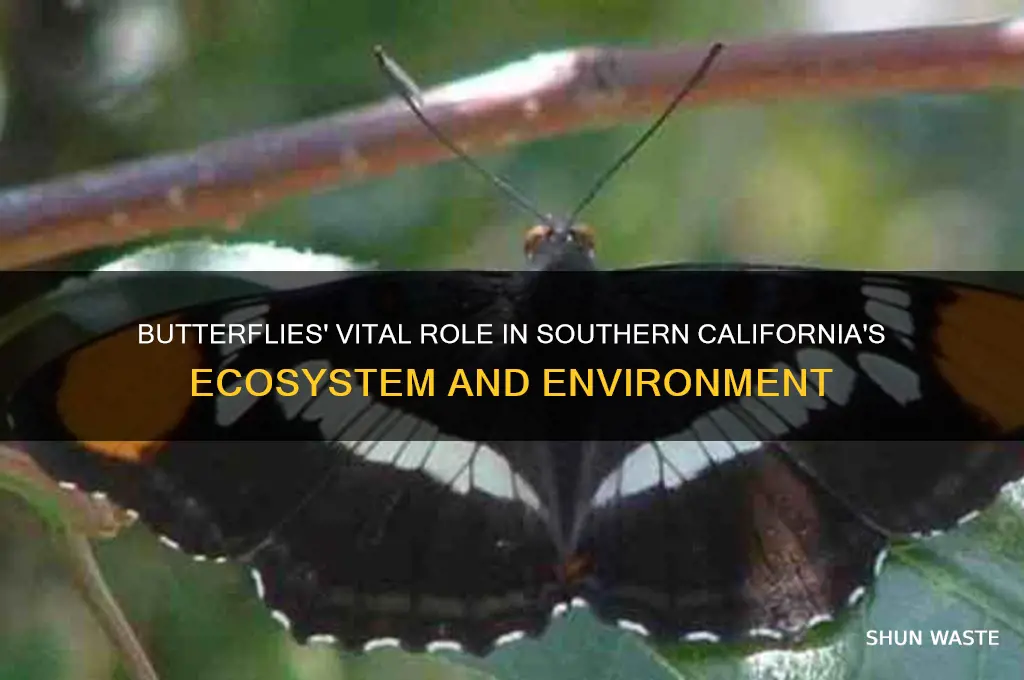 how butterflies affect the environment in southern california