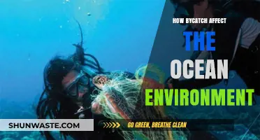 Bycatch's Devastating Impact: How Unintended Catch Harms Ocean Ecosystems