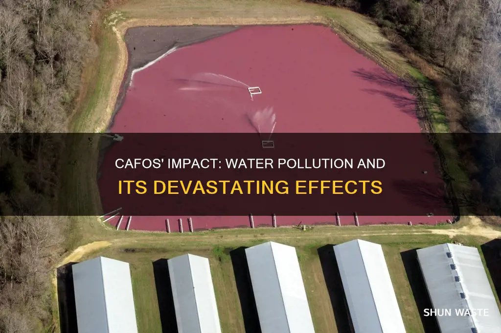 how cafos affect water pollution