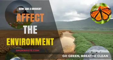 Drought's Devastating Impact: How Water Scarcity Alters Ecosystems and Wildlife