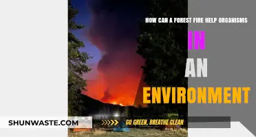 Forest Fires: Unlocking Nature's Renewal for Ecosystem Organisms