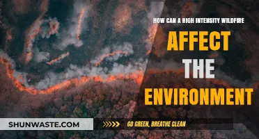 Wildfire's Fierce Impact: Environmental Consequences of High-Intensity Blazes
