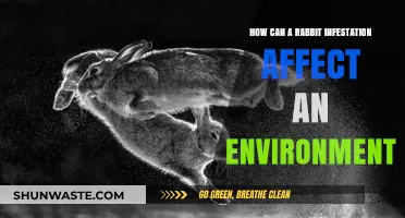 Rabbit Overpopulation: Environmental Impacts and Ecosystem Disruption Explained