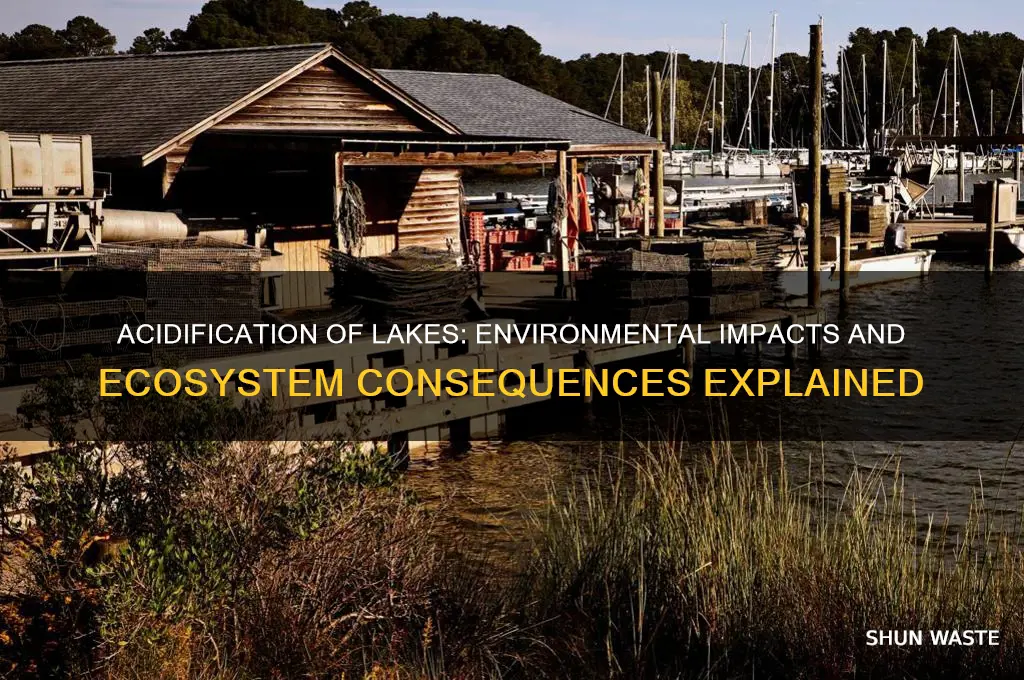 how can acidification of lakes affect the environment