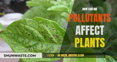 Air Pollutants: Harming Our Green Friends