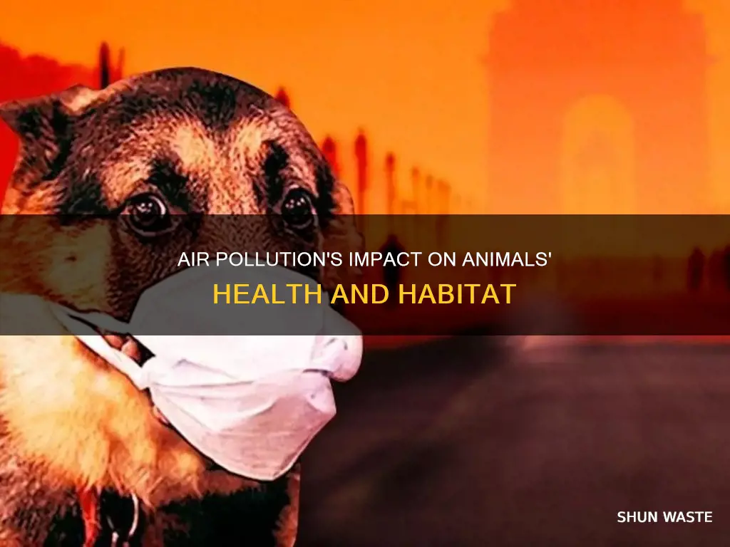 how can air pollution affect animals