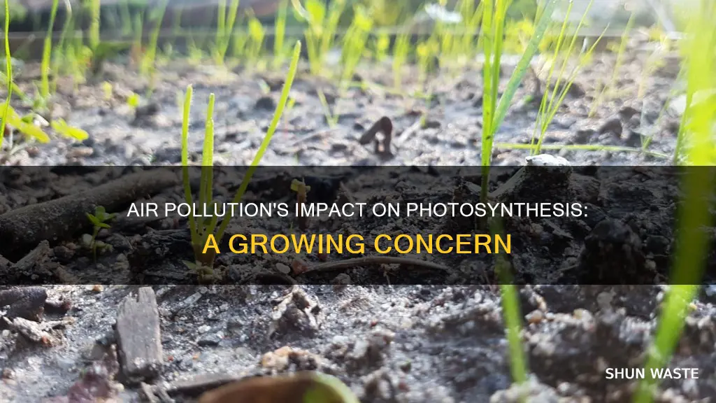 how can air pollution affect photosynthesis