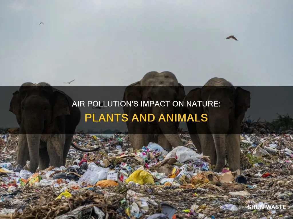 how can air pollution affect plants and animals