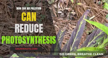 Air Pollution's Impact on Photosynthesis: A Threat to Nature