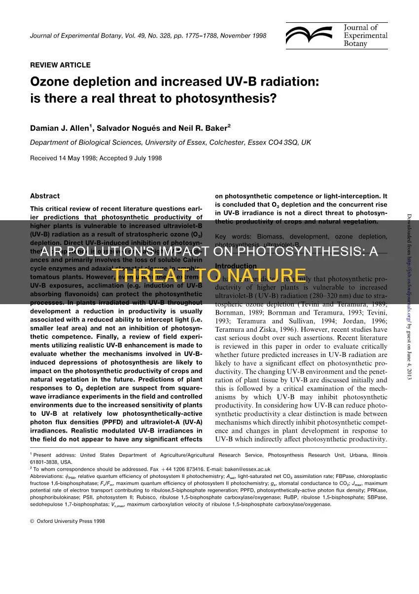 how can air pollution can reduce photosynthesis