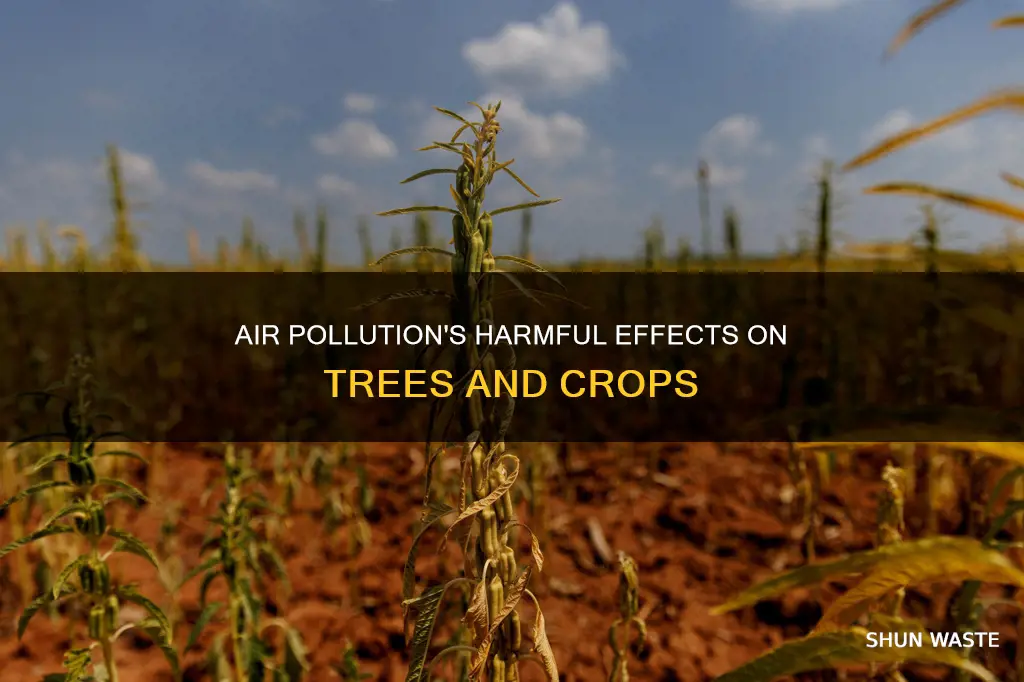 how can air pollution damage crops and trees