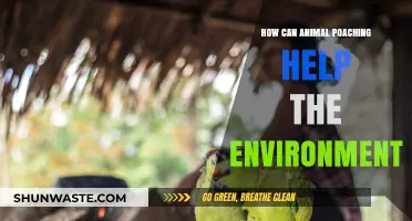 Debunking Myths: How Animal Poaching Can Impact the Environment