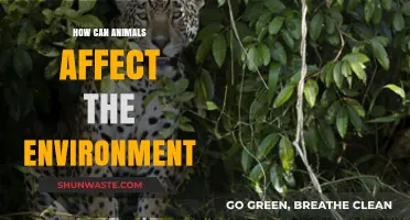 Animals' Impact: Shaping Ecosystems and Environmental Balance Explained